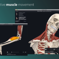 3d muscle movement