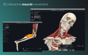 3d muscle movement